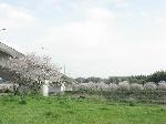 kawahara-sakura