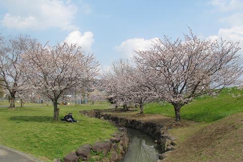 湧水　桜