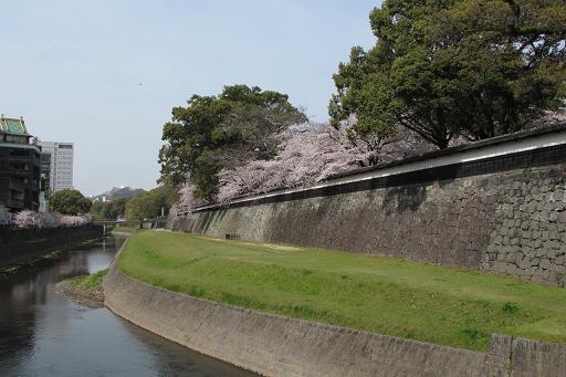 長塀と桜