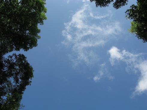 空、雲、木立